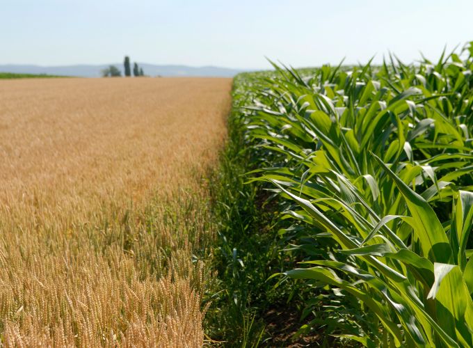 Agricultural waste for bioethanol production