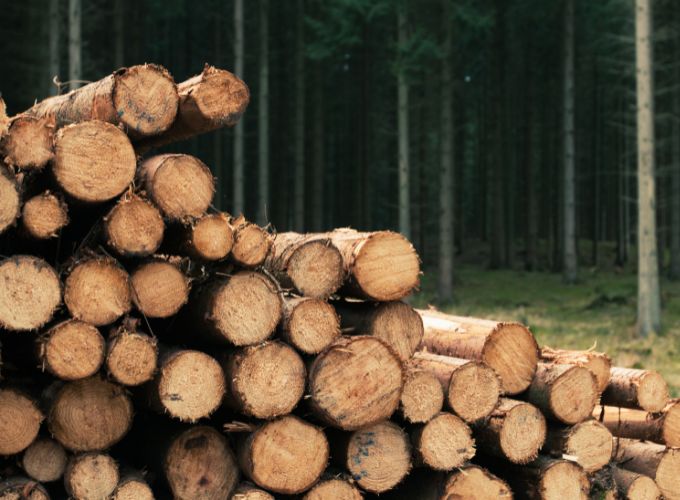 Troncos de madera apilados en la montaña